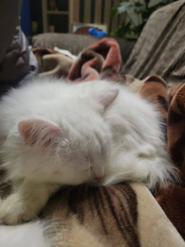 2 months old pure white persian kittens 8