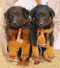 German shepherd puppies / puppies  / german shepherd