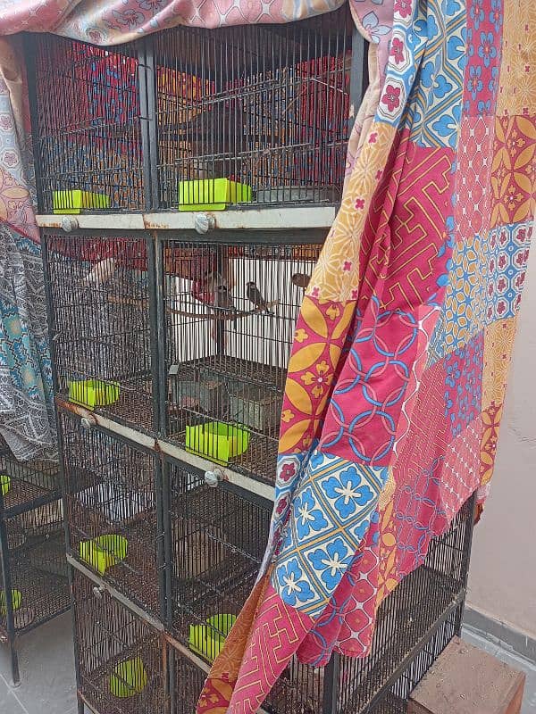 love bird , java  8 portion cage for sale in lahore 0