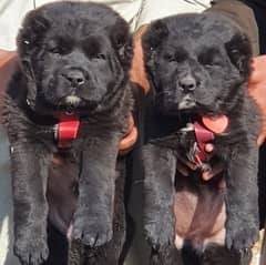 king alabai pair dog Male and female age 2month for sale