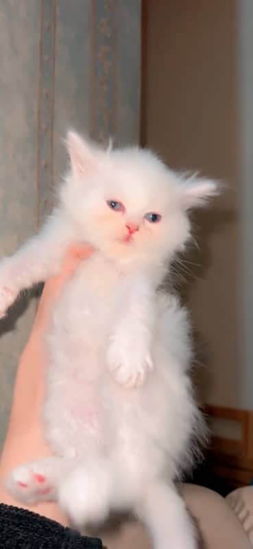 Persian cat II Persian kittens I triple coated II cats for sale II 2