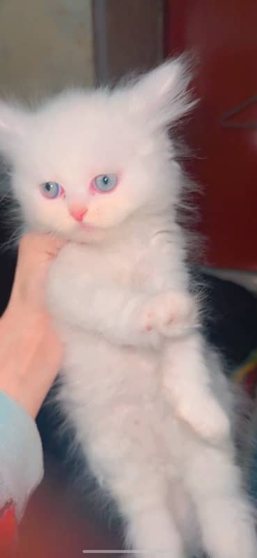 Persian cat II Persian kittens I triple coated II cats for sale II 3