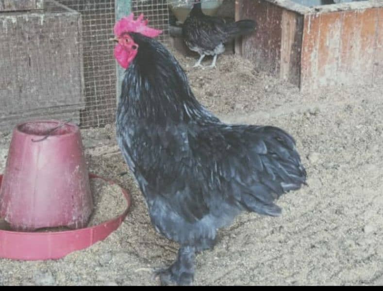 Blue Bentum pair egg starter available 0