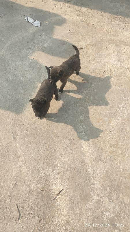 Afghani dog pair 0