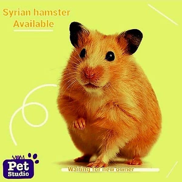 hamsters 1