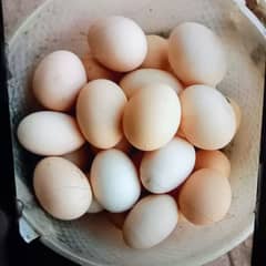 Asterloop hens, fertile eggs and chicks.