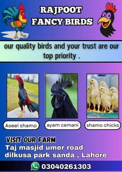 aseel shamo/king size/ayam cemani grey tongue/shamo chicks/top quality