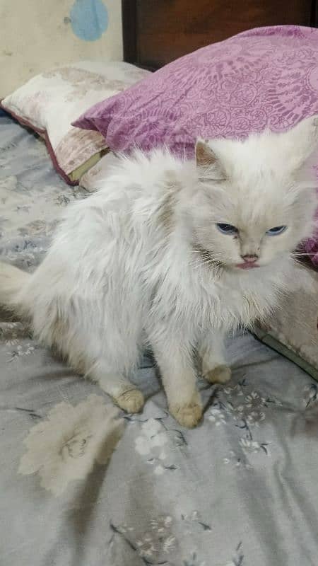 white Persian cat 3