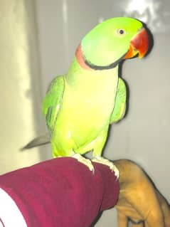 raw parrot