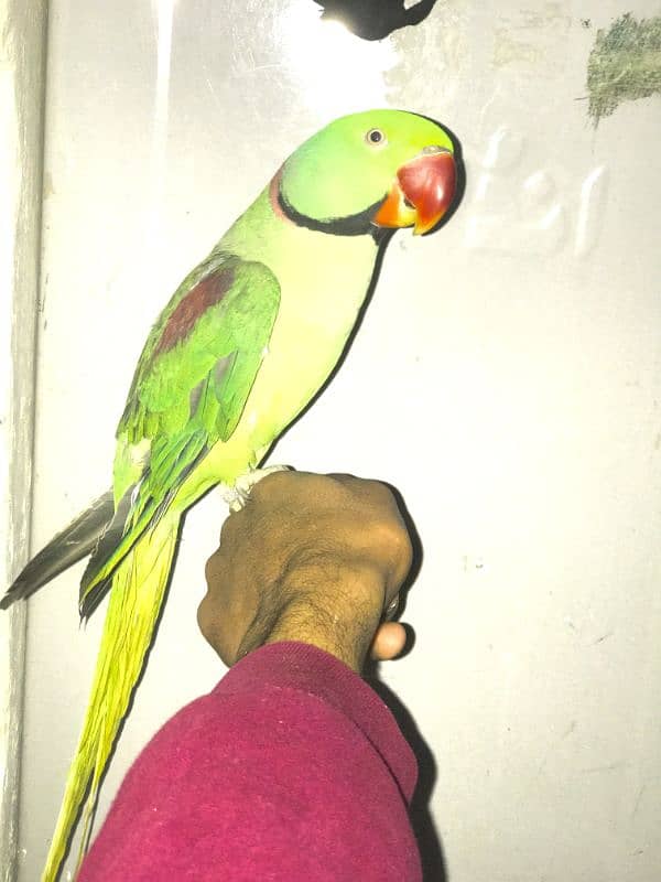 raw parrot 1