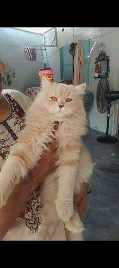 serious buyers contact just family jaha female cat ho ye Akela na ho