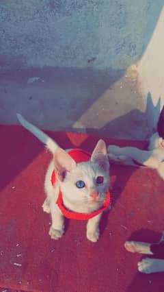 Persian Baby Kittens | Pair | Whatsapp 03063633395