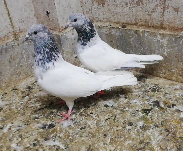 Choha motion wala jora high quality breeder pigeon kaootar 03331517566 0