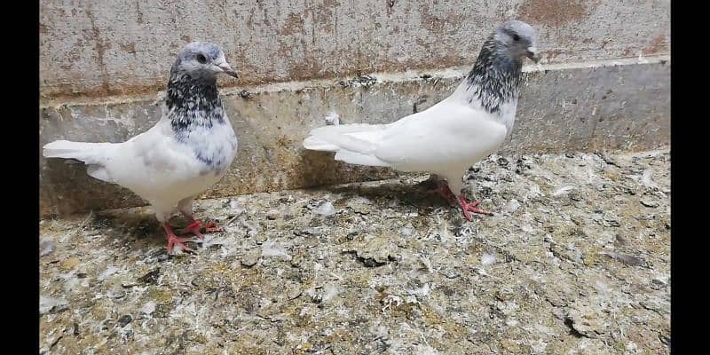 Choha motion wala jora high quality breeder pigeon kaootar 03331517566 1