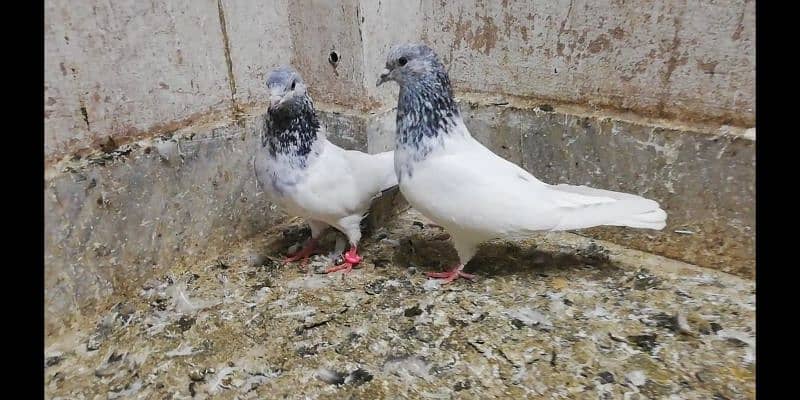 Choha motion wala jora high quality breeder pigeon kaootar 03331517566 2