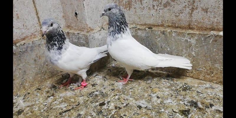 Choha motion wala jora high quality breeder pigeon kaootar 03331517566 3