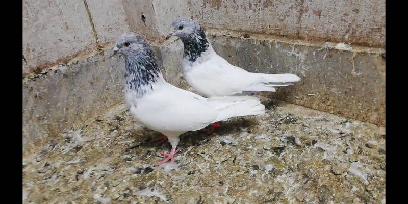 Choha motion wala jora high quality breeder pigeon kaootar 03331517566 4