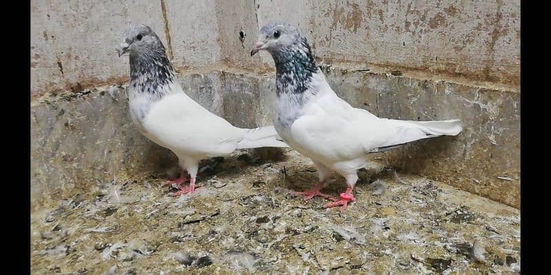 Choha motion wala jora high quality breeder pigeon kaootar 03331517566 5