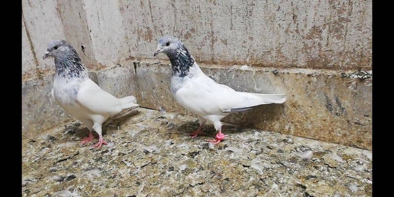 Choha motion wala jora high quality breeder pigeon kaootar 03331517566 6