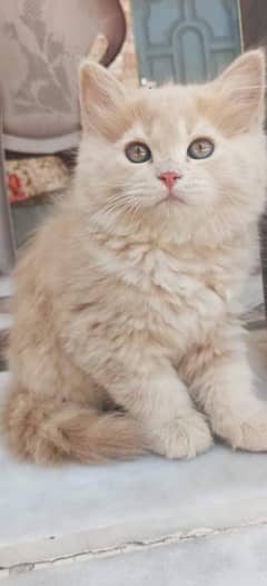 persian cat persian kitten 03297417636