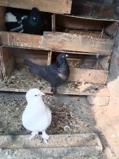 fancy pigeon breeder pair