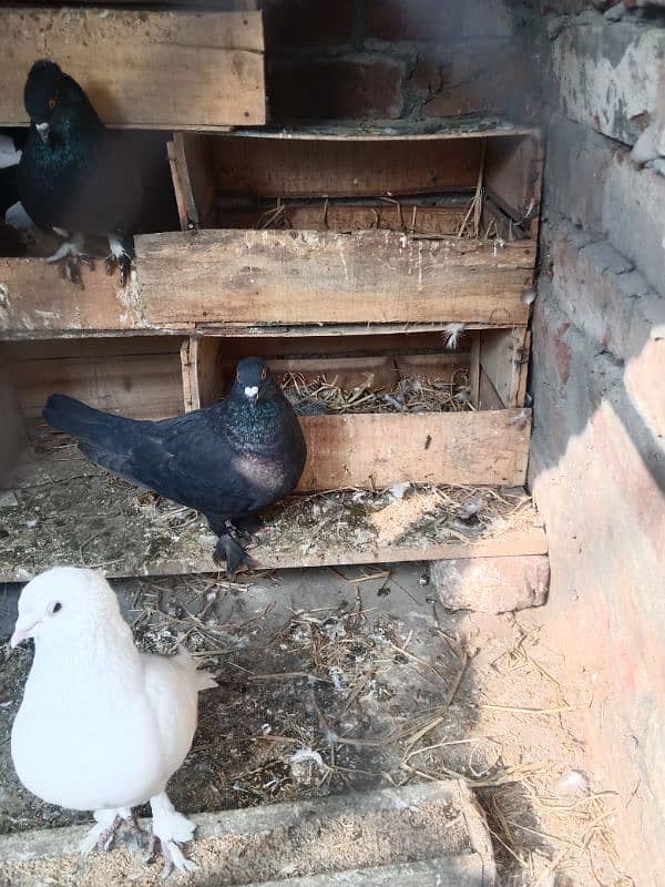 fancy pigeon breeder pair 1