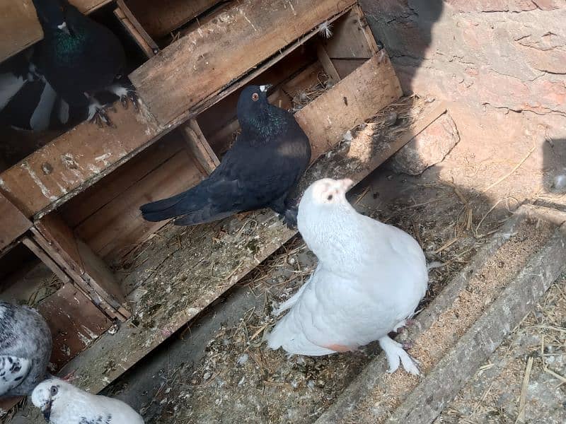 fancy pigeon breeder pair 2