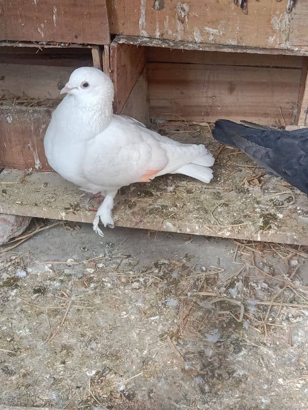 fancy pigeon breeder pair 3