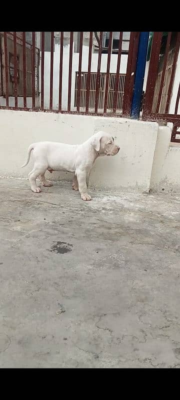 export quality Pakistani old bully  Dog male puppy 4