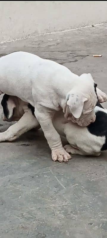 export quality Pakistani old bully  Dog male puppy 5