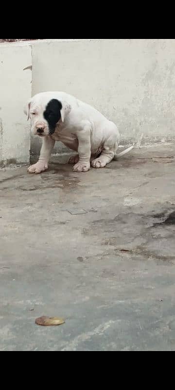 export quality Pakistani old bully  Dog male puppy 6