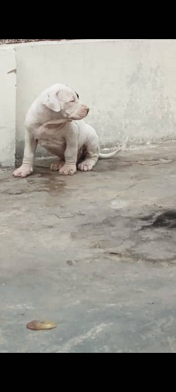 export quality Pakistani old bully  Dog male puppy 2