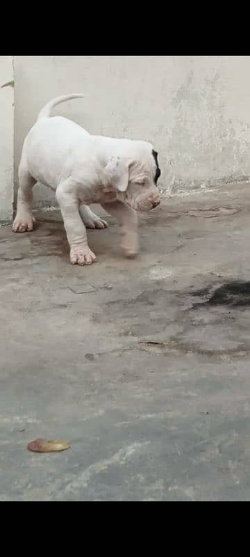 export quality Pakistani old bully  Dog male puppy 10