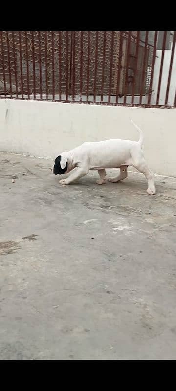 export quality Pakistani old bully  Dog male puppy 11