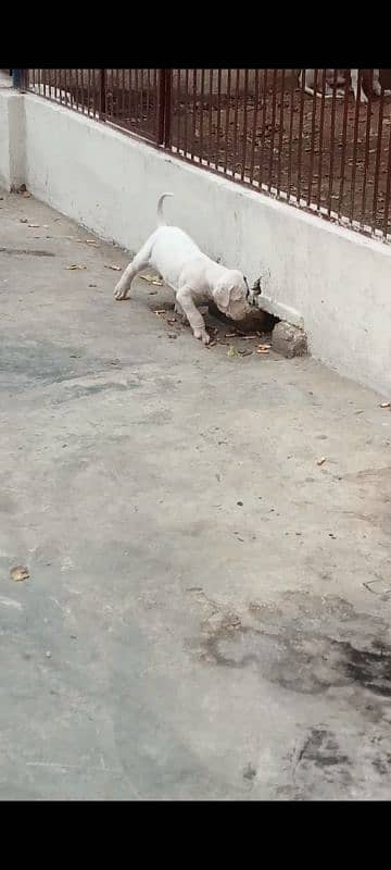 export quality Pakistani old bully  Dog male puppy 12