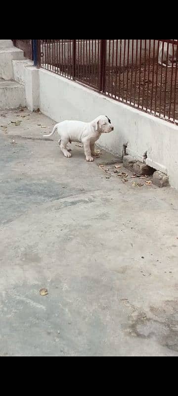 export quality Pakistani old bully  Dog male puppy 13