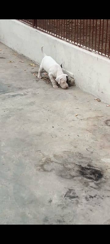 export quality Pakistani old bully  Dog male puppy 14