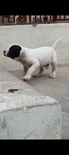 export quality Pakistani old bully  Dog male puppy