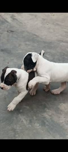 export quality Pakistani old bully  Dog male puppy