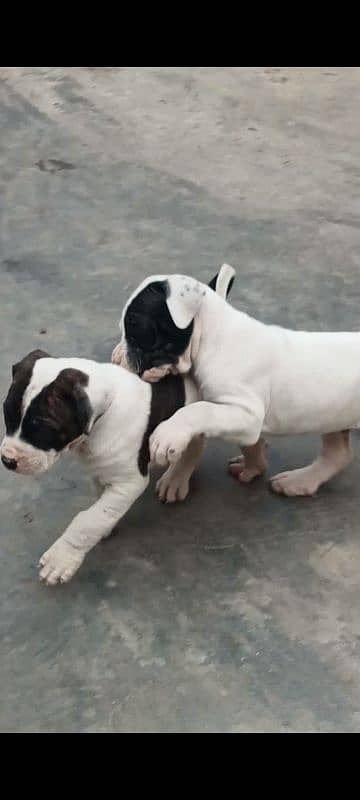 export quality Pakistani old bully  Dog male puppy 3