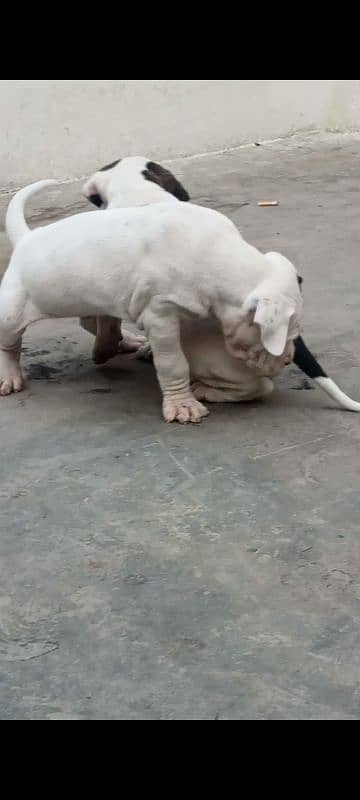 export quality Pakistani old bully  Dog male puppy 15