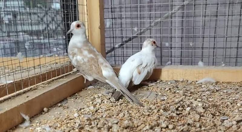 red pied blue pied and diamond pied doves Available 1