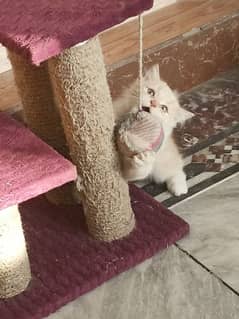 3 month male persian kitten