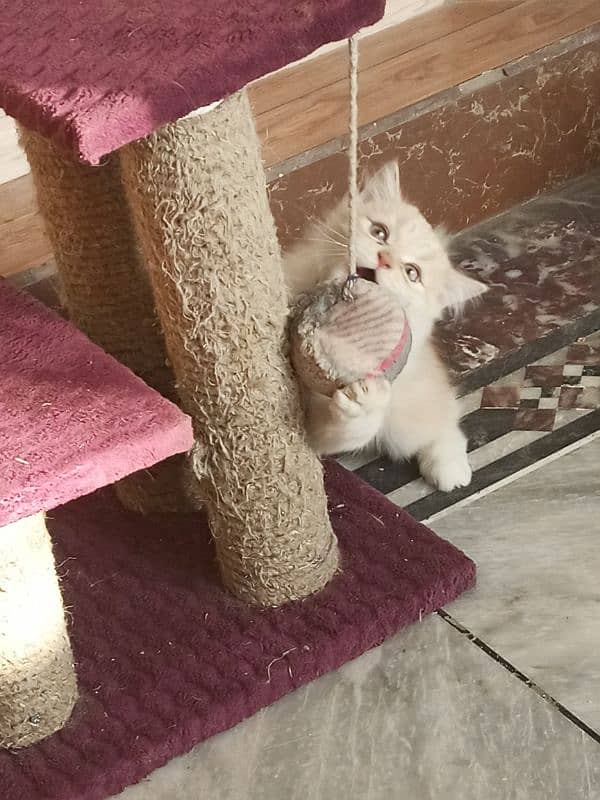 3 month male persian kitten 0