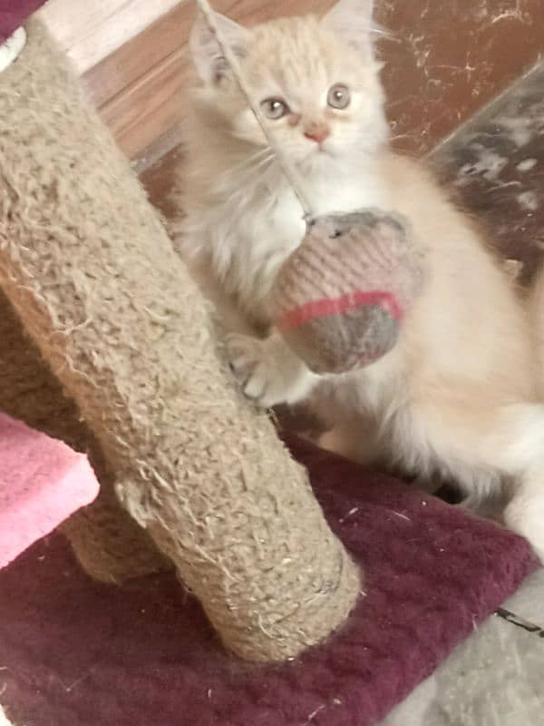 3 month male persian kitten 2