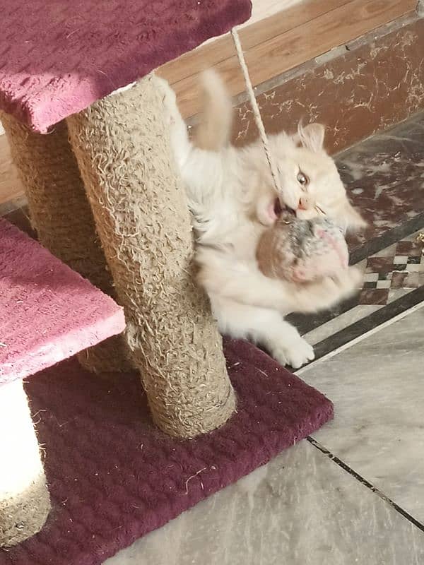 3 month male persian kitten 3