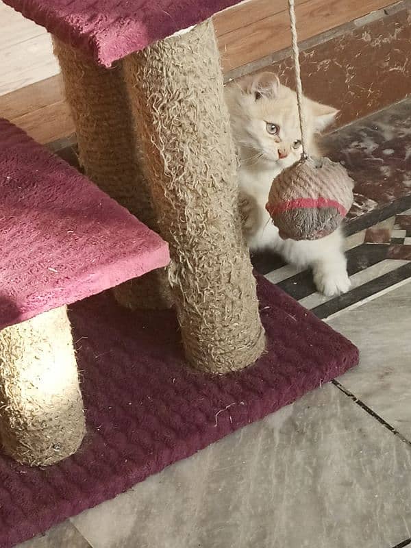 3 month male persian kitten 4