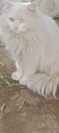 white beautiful person cat +92 314 5379986