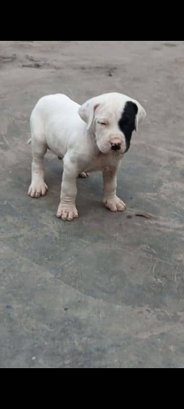 export quality Pakistani old bully  Dog male puppy 16