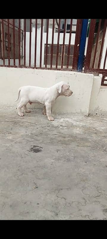 export quality Pakistani old bully  Dog male puppy 17